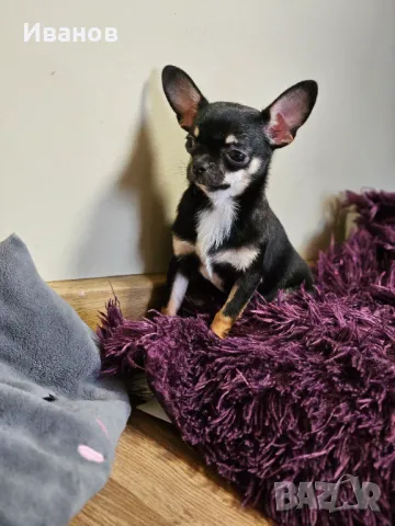 Чихуахуа момиче , снимка 1
