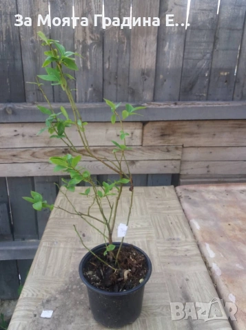 Боровинки няколко сорта , снимка 5 - Градински цветя и растения - 53744175