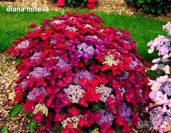 Хортензия Ред Стар, Hydrangea macrophylla Redstart (Rotschwanz) за сянка, снимка 1 - Градински цветя и растения - 45953824