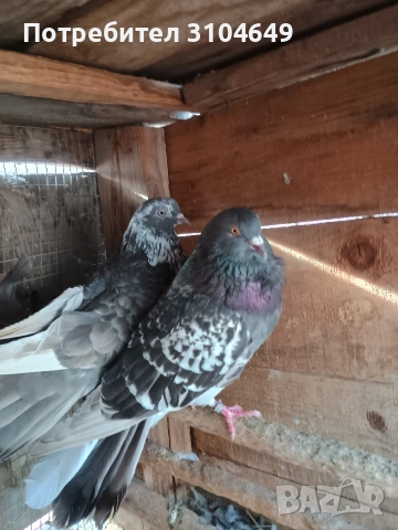 чифт николаевски гълъби, снимка 2 - Гълъби - 54007901