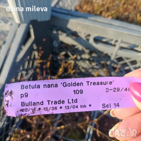 Жълта Бреза джудже, Betula Golden Treasure, снимка 2 - Градински цветя и растения - 40126364