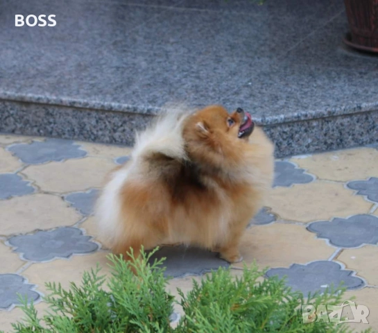 Померан РОДОСЛОВЕН FCI, снимка 3 - Померан - 53851606