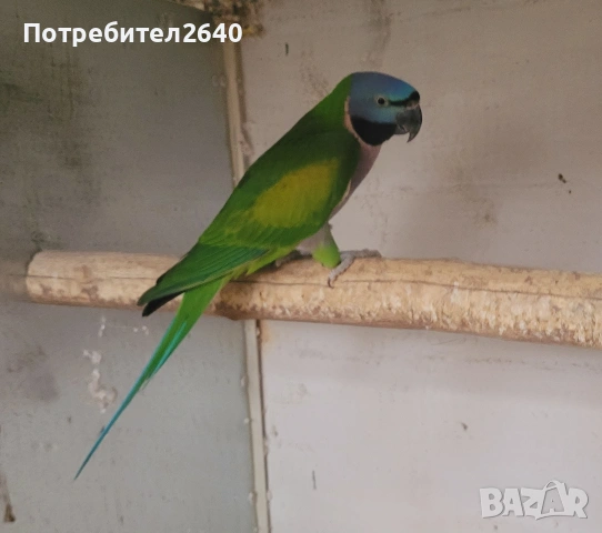 Китайски александър(Psittacula derbiana)