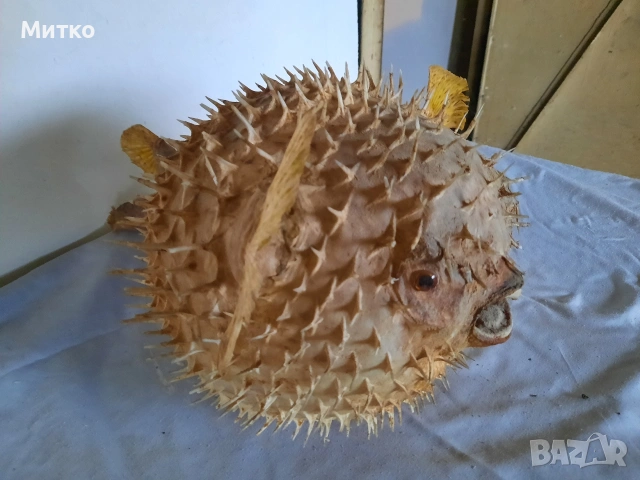 Бодлива риба или риба балон за декорация, снимка 3 - Други - 53069381