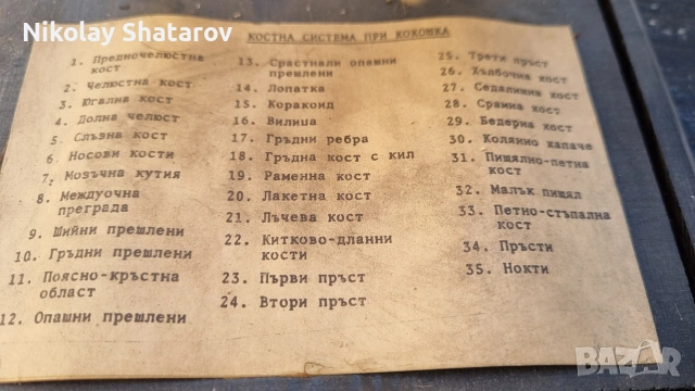 Анатомичен модел. кокошка, снимка 3 - други­ - 53911639