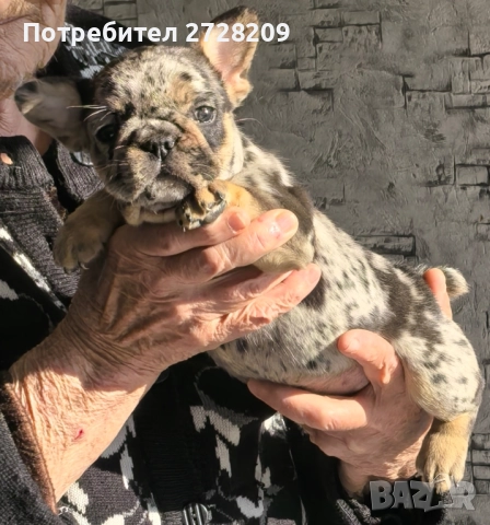 Френски булдог/French Bulldog 