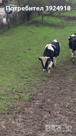 Продавам мъжко теле 550 600кг 