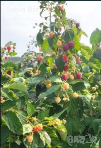 продавам разсад ягоди и малини , снимка 7 - Разсади - 53905722
