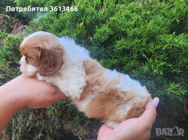 Кавалер кинг чарлз шпаньол мъжко и Женско , снимка 1