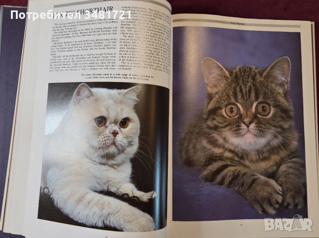 Енциклопедия на котките / The Encyclopedia of Cats, снимка 6 - Енциклопедии, справочници - 53748624