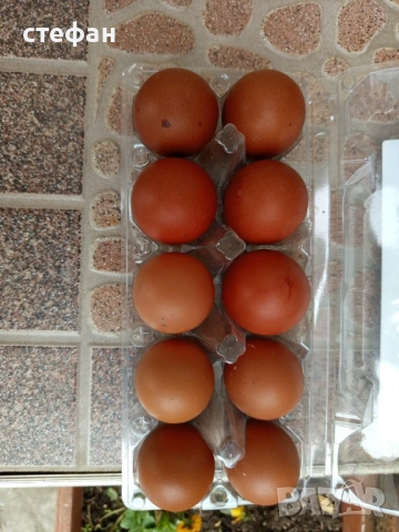 Предлагам яйца за люпене от Черен мед маран и други