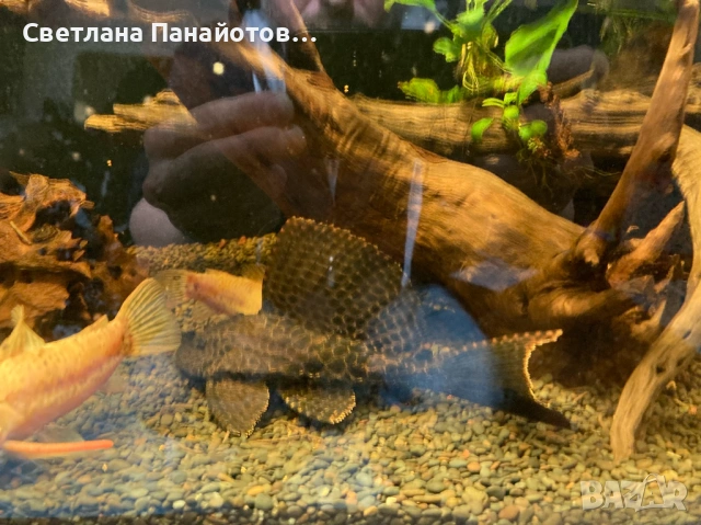 Аквариум 560л 200х45х60 + метална стойка, снимка 9 - Оборудване за аквариуми - 53537191