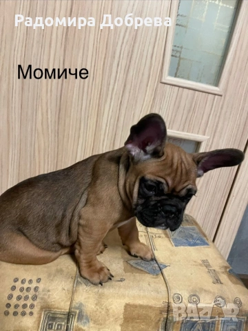 Френски булдог, снимка 5 - Френски булдог - 53711301