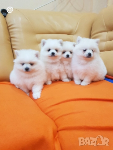 Померан померанчета Гр. София, снимка 9 - Померан - 52775782