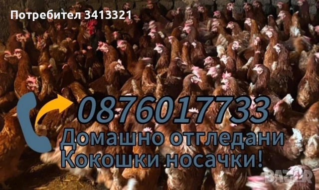 Кокошки Носачки, снимка 2 - Кокошки и пуйки - 53611435