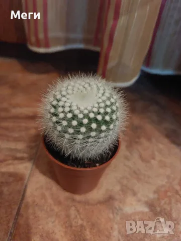 Продавам цъфтящ кактус notocactus haselbergii

, снимка 2 - Стайни растения - 47908596