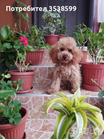 Мини Пудел Той Пудел , снимка 2 - Пудели - 50538188