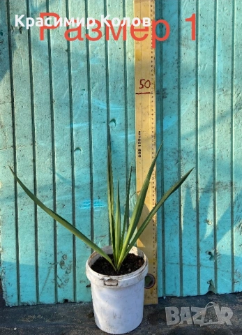 Юка рекурвифолиа, Yucca recurvifolia, декоративни растения, сухоустойчиви, студоустойчиви, снимка 6 - Градински цветя и растения - 53860160