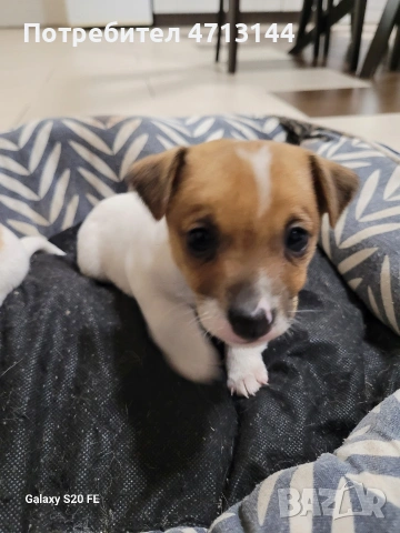 малки кученца Джак Ръсел , снимка 4 - Джак ръсел териер - 53427487