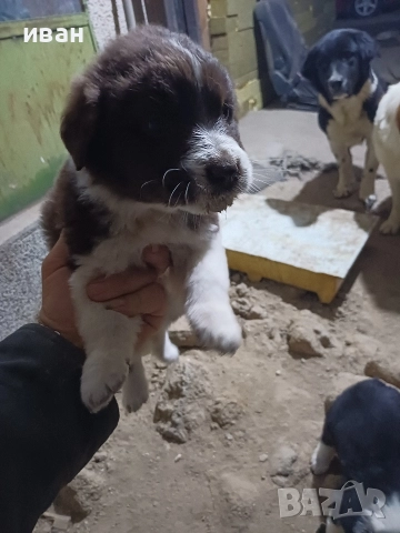 бок каракачанки, снимка 7 - Каракачанска овчарка - 52730293