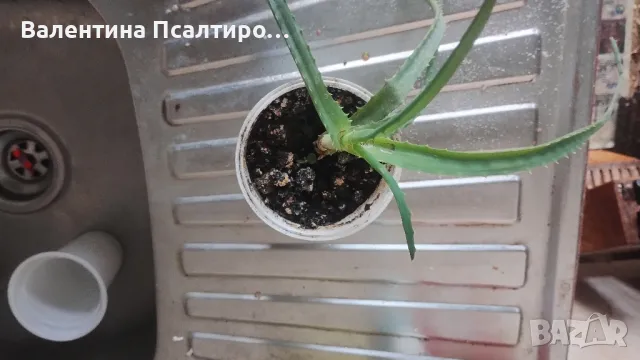 Алое арборесценс 