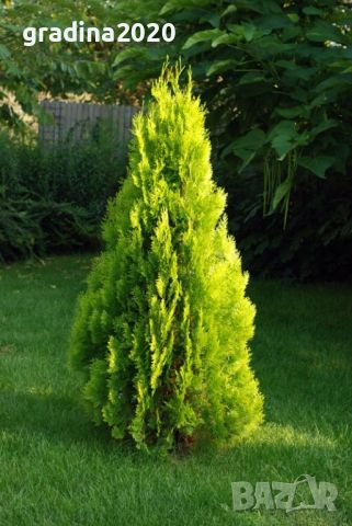 Туя Ауреа Нана Thuja Aurea Nana - златна , снимка 1 - Градински цветя и растения - 29440263