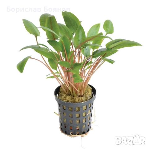 Cryptocoryne Species green / Криптокорина Грийн, снимка 1 - Други животни - 46767213