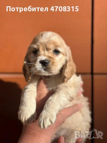 Кокер шпаньол момченце родословен баща, снимка 4 - Кокер шпаньол - 53829519