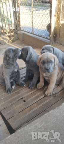 Cane Corso Italiano, снимка 12 - Търси партньор - 53836498