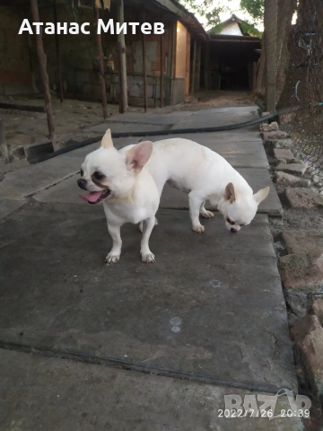 Продавам женска мини чихуахуа, снимка 3 - Чихуахуа - 52121822