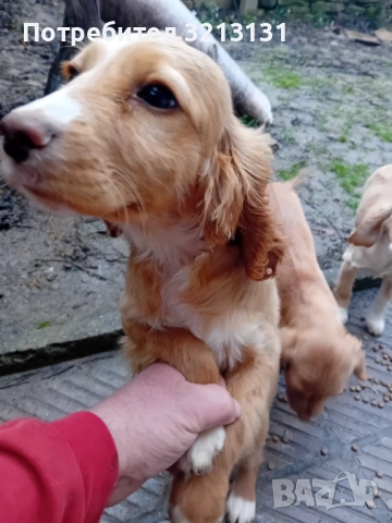 Английски кокер , снимка 3 - Кокер шпаньол - 53838671