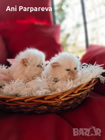 Персийски (хималайски)котенца., снимка 6 - Персийска - 53798356