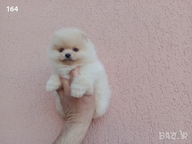 Померани. Реални снимки! , снимка 4 - Померан - 54122878