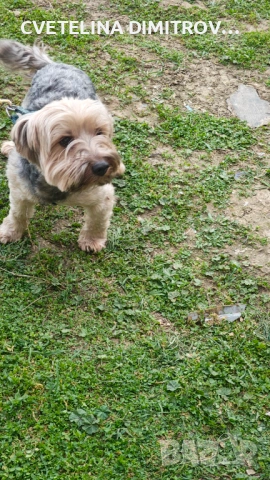 Продавам породисто йорки