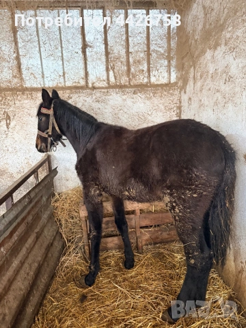 Конче , снимка 3 - Други - 54244590