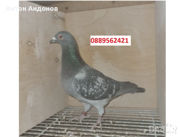 Спортни гълъби, снимка 4 - Гълъби - 53148839