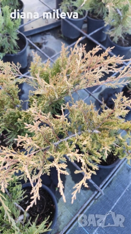 Хвойна Старо Злато, Juniperus Old Gold, вечнозелен и студоустойчив, снимка 10 - Градински цветя и растения - 39205397