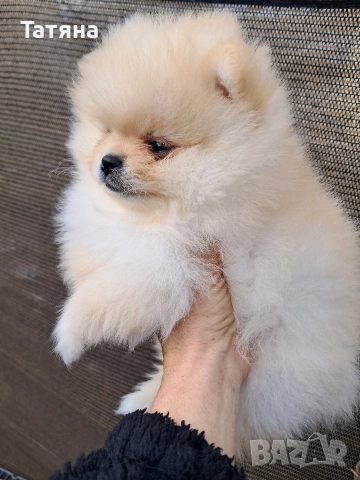 Мини померанче