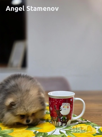 Померан шоко тан мерле, мини момче !, снимка 7 - Померан - 53685715