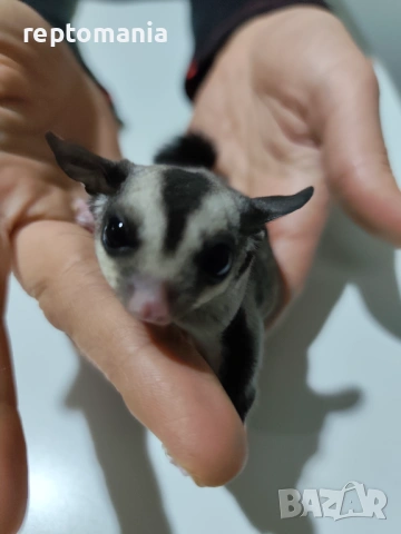 Захарна катеричка летяща торбеста катерица, снимка 8 - Други животни - 53143127