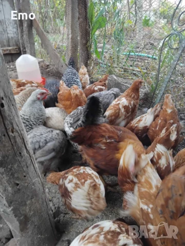 пилета, снимка 8 - Кокошки и пуйки - 49762588