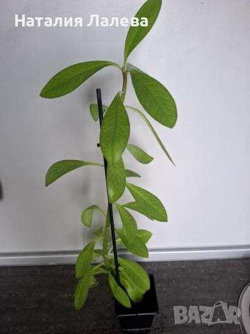 Каучоково дърво, euphorbia Grantii, снимка 2 - Стайни растения - 52328174