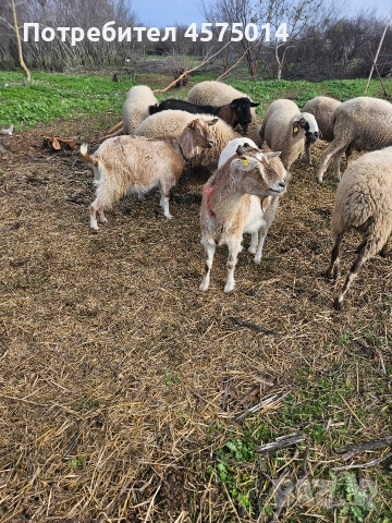 Кози , снимка 3 - Кози - 52624456