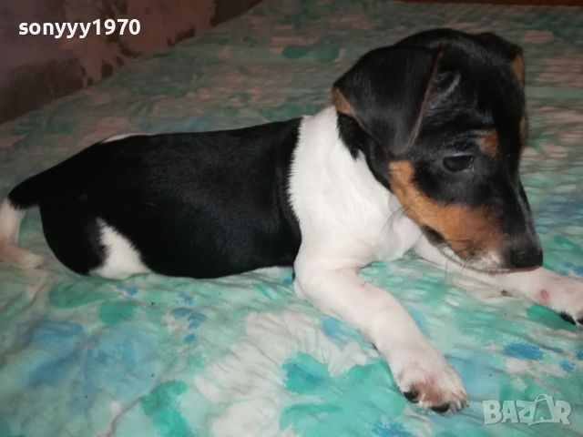 ДЖАК И ОЩЕ КАК-ВИДИН 250ЛВ ЖЕНСКО 0711252143