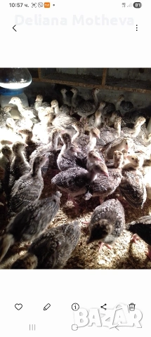 Малки пуйчета , снимка 3 - Кокошки и пуйки - 54174238