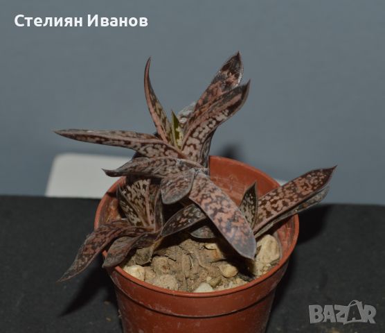 Двуцветна гастерия (Gasteria bicolor var. liliputana), снимка 1 - Стайни растения - 37398638