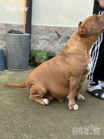 Американски булета , снимка 8 - Питбул - 52912672