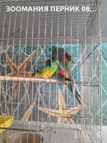 пойни мъжки папагали