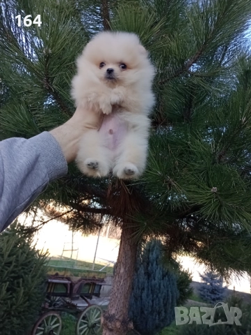 Мини момченце.Померан. Реални снимки от 29.12.25 г. , снимка 2 - Померан - 52885649