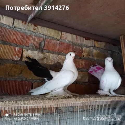 продавам гълъби , руски , въртящи , спортни , снимка 7 - Гълъби - 48274190